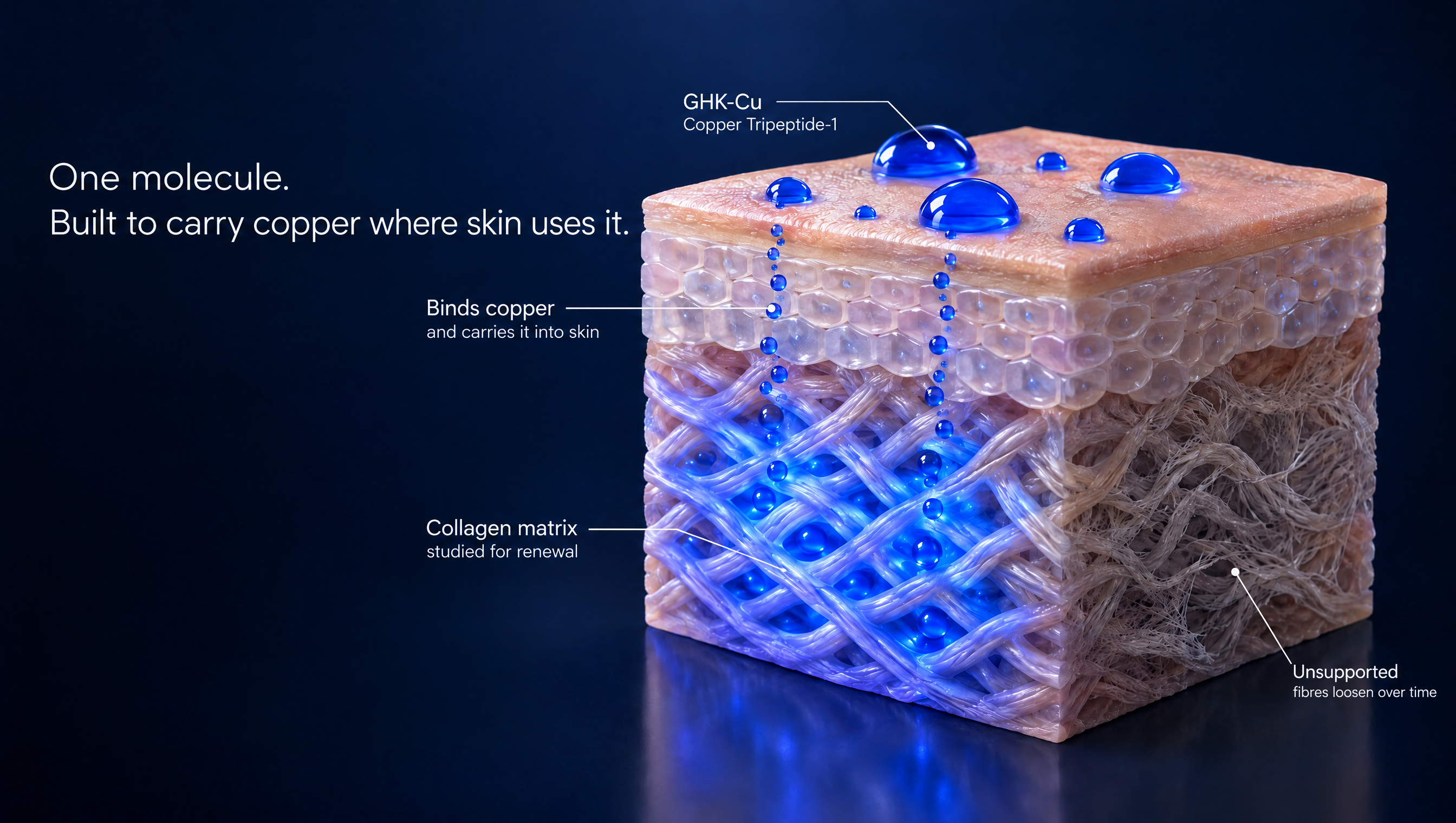 Illustration of the GHK-Cu copper peptide and skin